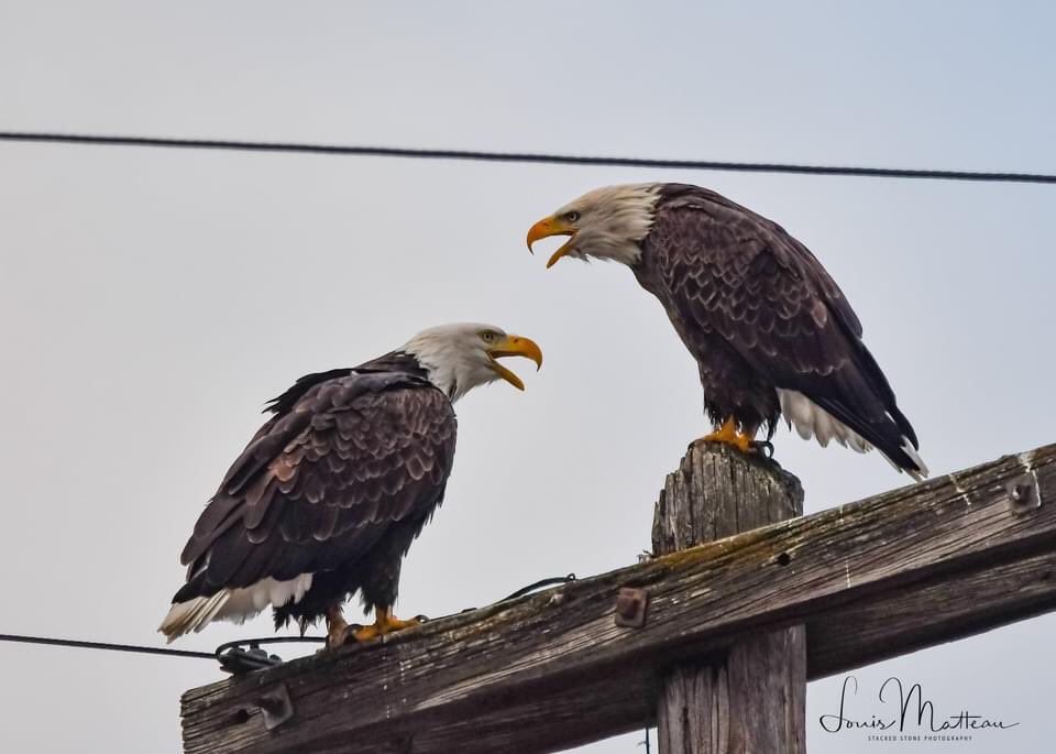 Louis Matteau tweet media