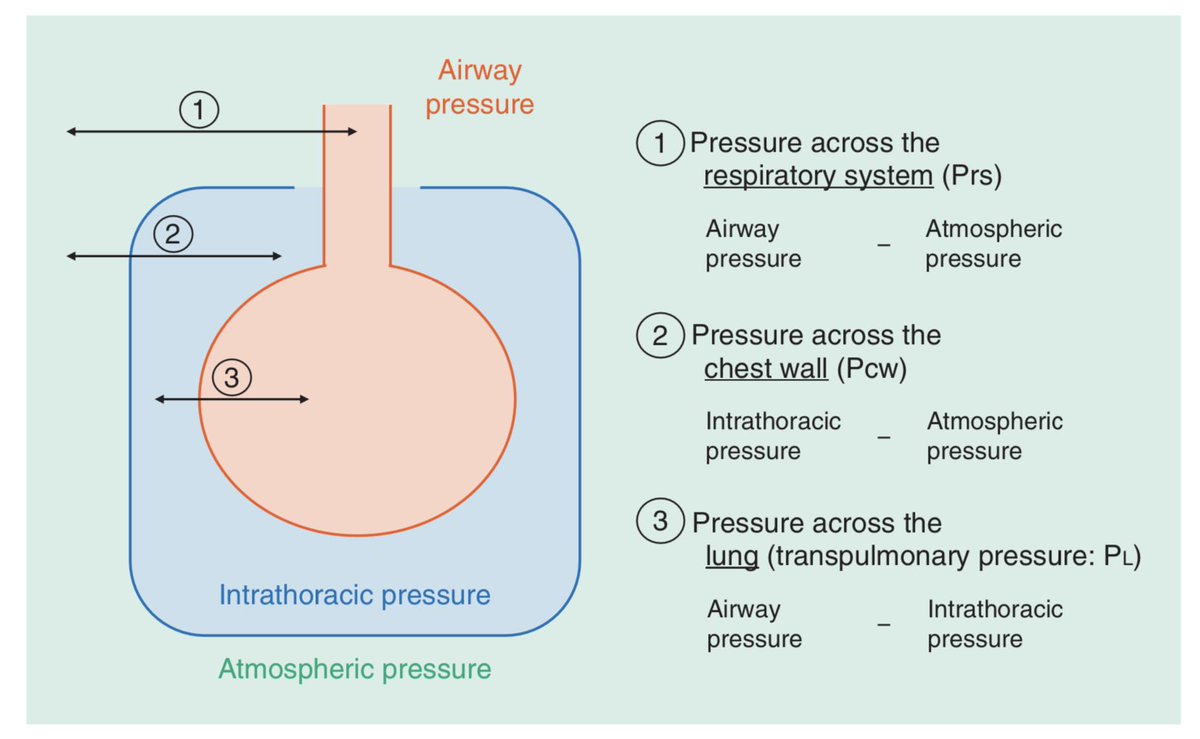 DiegoEscarraman's tweet photo. Presión transpulmonar (Ptpl) para guiar ventilación mecánica (VM)🧵
#MedTwitter #Twitorial #FOAMed #SoMe4VM 

Para existir ventilación
✅Fuerza para vencer resistencia y elastancia 
✅Se divide entre sus componentes (tórax + pulmón)
✅Generado por gradiente = presión transmural https://t.co/BklTeU9t30