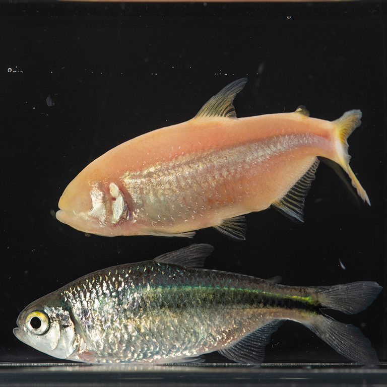 ScienceStowers's tweet photo. #FridayFeature highlights the @NicolasRohner Lab today. They use #cavefish to study extreme metabolic adaptation &amp; its implication for metabolic diseases. 

Learn more: https://t.co/0YKMYG362G

#RohnerLab #ScienceInKC #ThisIsStowers #DevBio #EvoDevo https://t.co/awPLfzvOzY