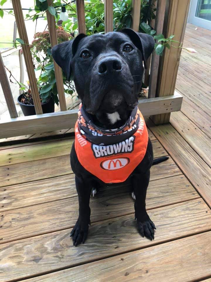 KarenSConniff's tweet photo. #Plunket #CLE #OH #ADOPT #FOSTER Meet 2-3 year old Plunket! His treat catching skills need work. He loves to work for treats. He knows sit, down, & loose leash walking. He has heartworm disease. Friends of CITY DOGS Cleveland covers treatment cost. Visit https://t.co/meXjJF3wcI. https://t.co/X3zAqD5m7h