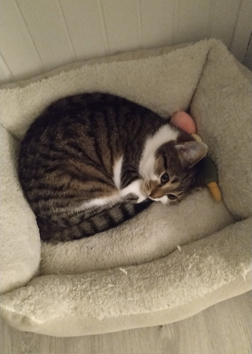 aclilycove's tweet photo. My baby 🥺💗 https://t.co/l7LbWXVNrm