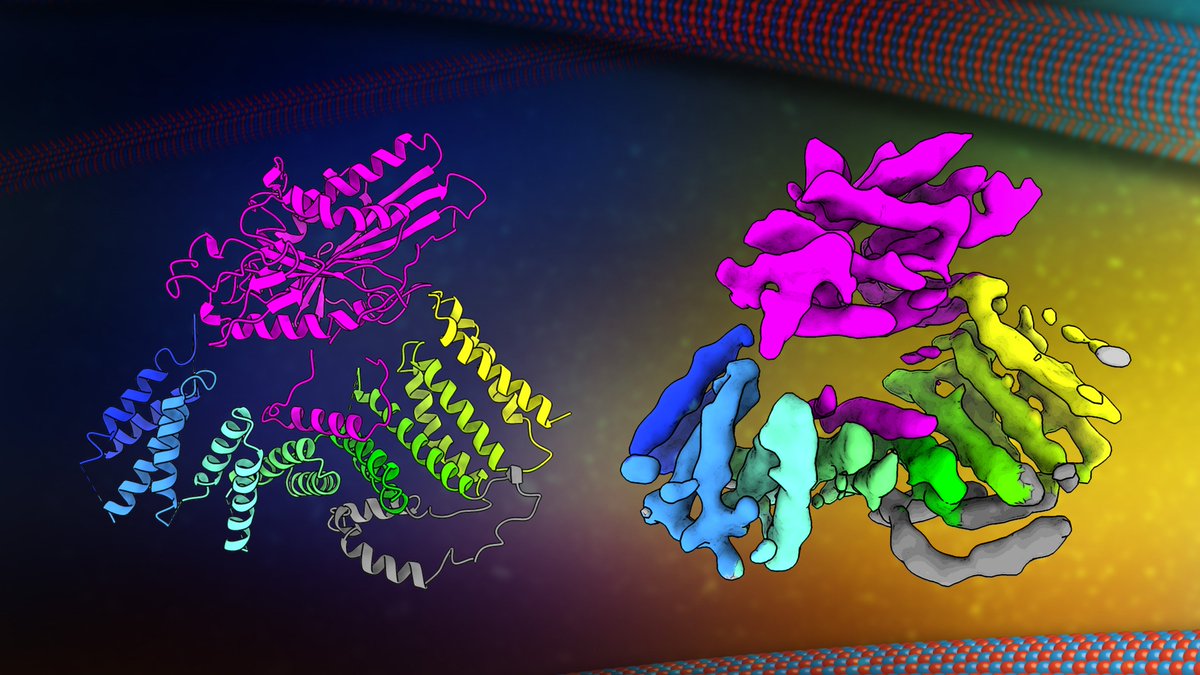 UMLifeSciences's tweet photo. We know disruptions to the commercial supply chain have far-reaching impacts — the same is true inside our cells.
Now, a @ScienceAdvances study sheds new light on how the cell's 'delivery trucks' are regulated to maintain a healthy cellular supply chain. 
https://t.co/luwddgCTCZ https://t.co/jyTC2KywS6