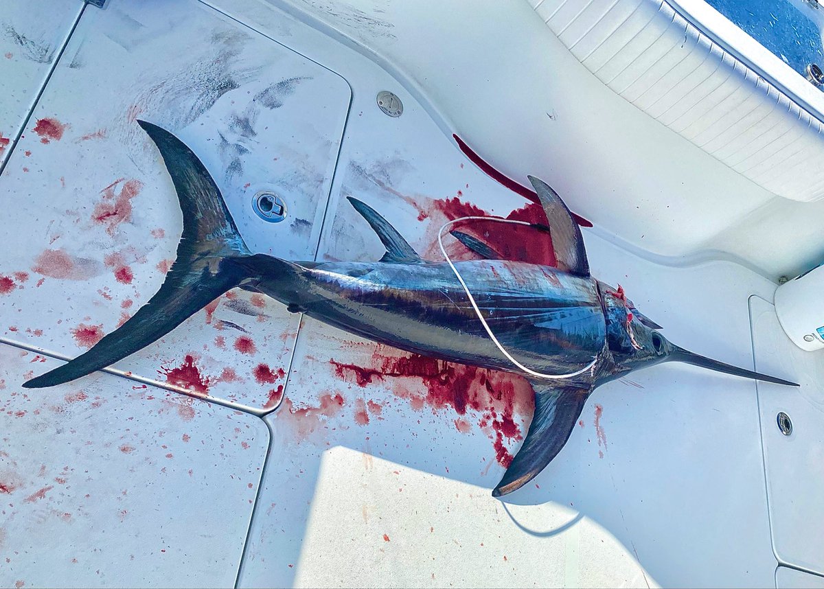 HookerBookerLLC's tweet photo. It’s a always good day for a bloody deck!
#angler ⁣#fishon #tightlines #angler #fishingaddict #fishingdaily #fishingtrip #fishing #offshorefishing #fishingislife #floridafishing #offshorefishingflorida #outdoors #offshore #offshorefishingtrip #florida #offshorefishingcharters https://t.co/JCEwcjOV2z