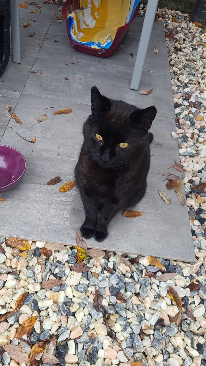 We're taking our little dumpling of a stray to this place tomorrow. I'm sad to see him go but as we have 2 older cats we just can't take him in 😔 So pleased to have found this lovely #rescuecentre - He'll be well looked after here and will hopefully find a loving home soon ❤🤞