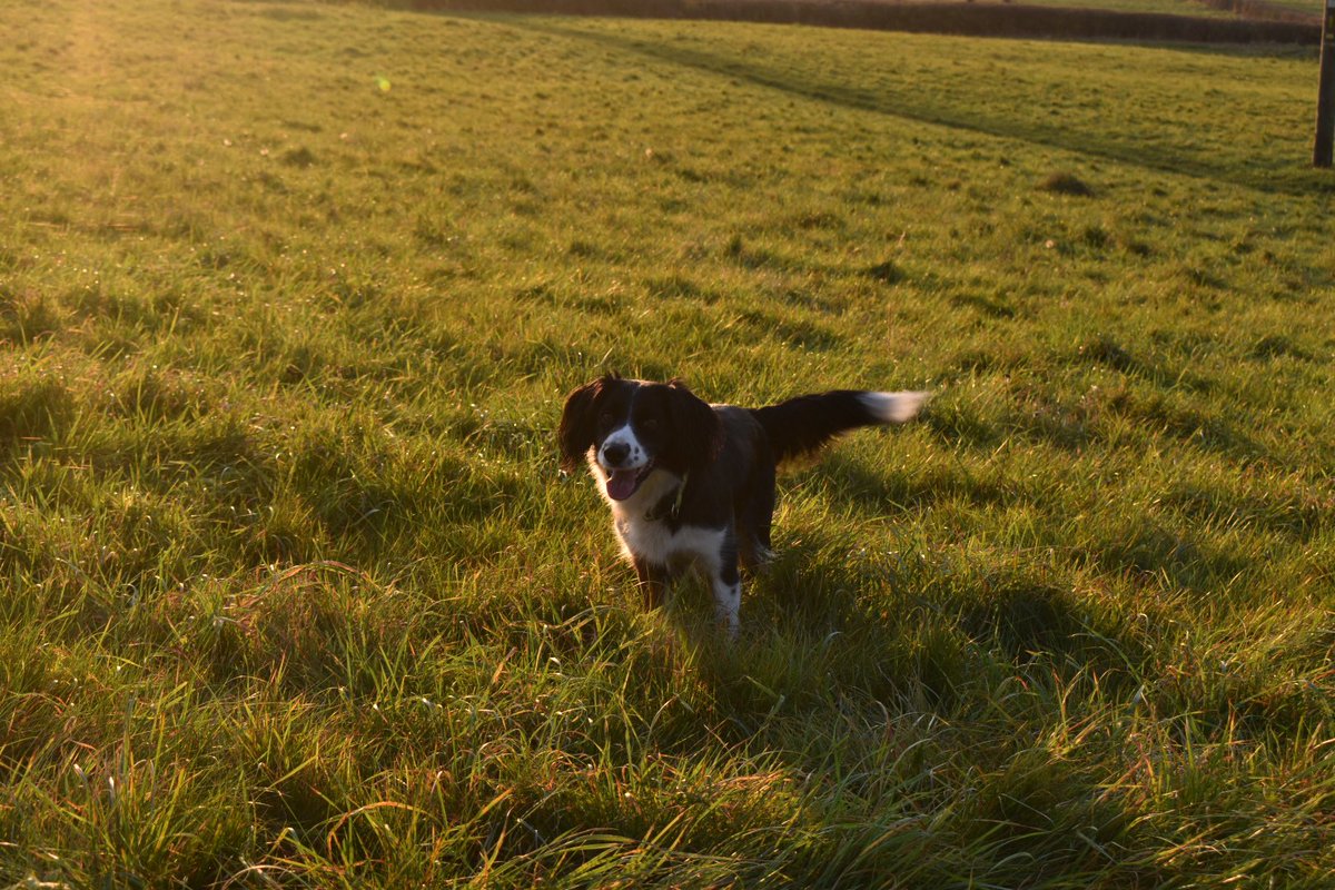 CTThomasArtist's tweet photo. Combining walking Florence the #sprollie while waving my #WorkLifeBalance #redflags #performitivity #universityofderby #derbyuni #phdlife #practiceledresearch #VAWG https://t.co/T5QmnxAO7A
