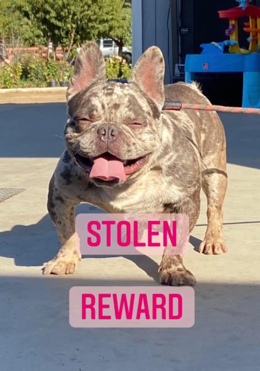 leeyonce_leo's tweet photo. A few weeks back Chevelle and a few other French Bulldogs were stolen.
I am offering a reward for the name or names of individuals who stole them.
#fresno #559 #notown #frenchies https://t.co/AQNF0VacXz
