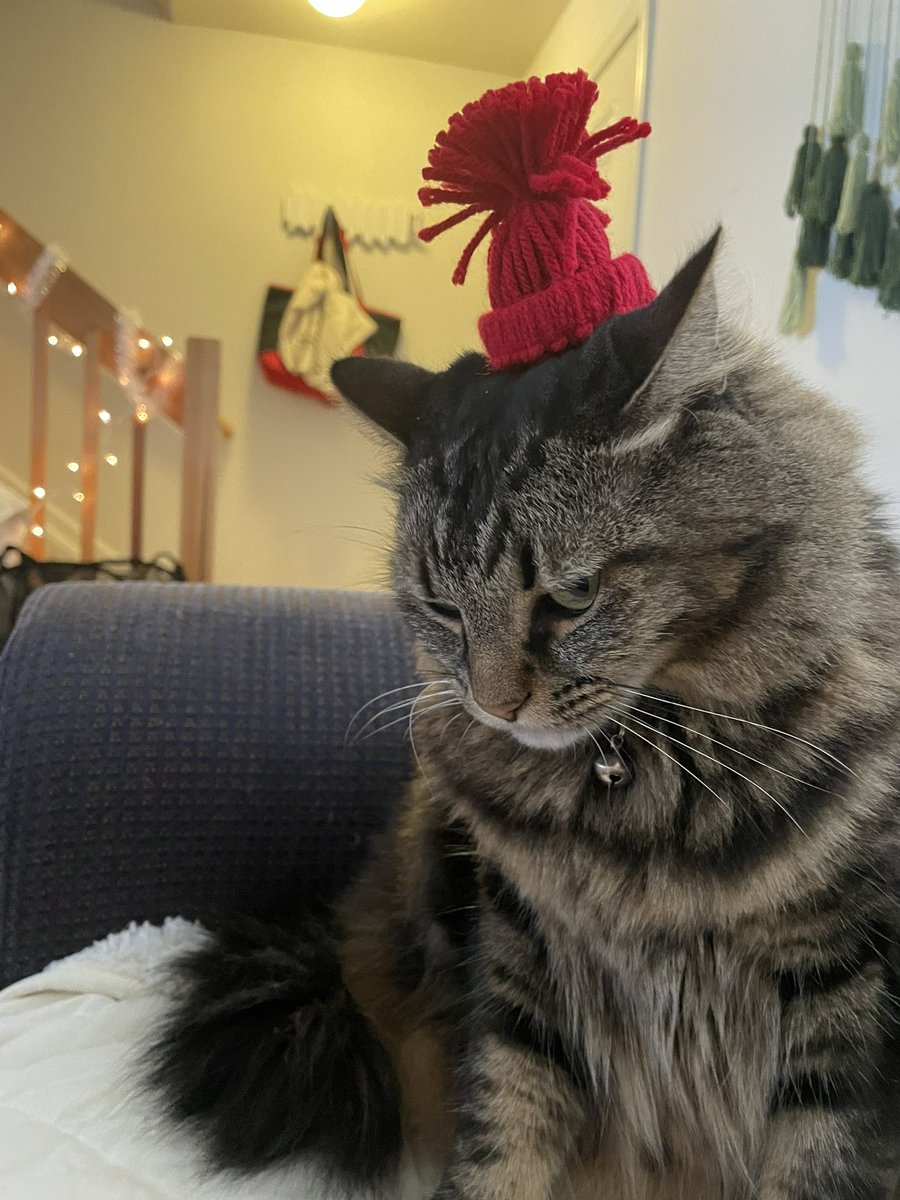 aashtyn18's tweet photo. Meowy Christmas from the Grinch herself https://t.co/9UGpa64o8i