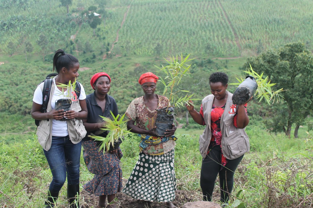PeaceandAction1's tweet photo. DRDIP beneficiaries of Kyempango A2 in Rwamwanja Refugee settlement planting trees to arrest the degradation of their fragile ecosystems. Activities under this sub-component are implemented through Labour Intensive Public Works (LIPW) model. https://t.co/MaSETSIzf0