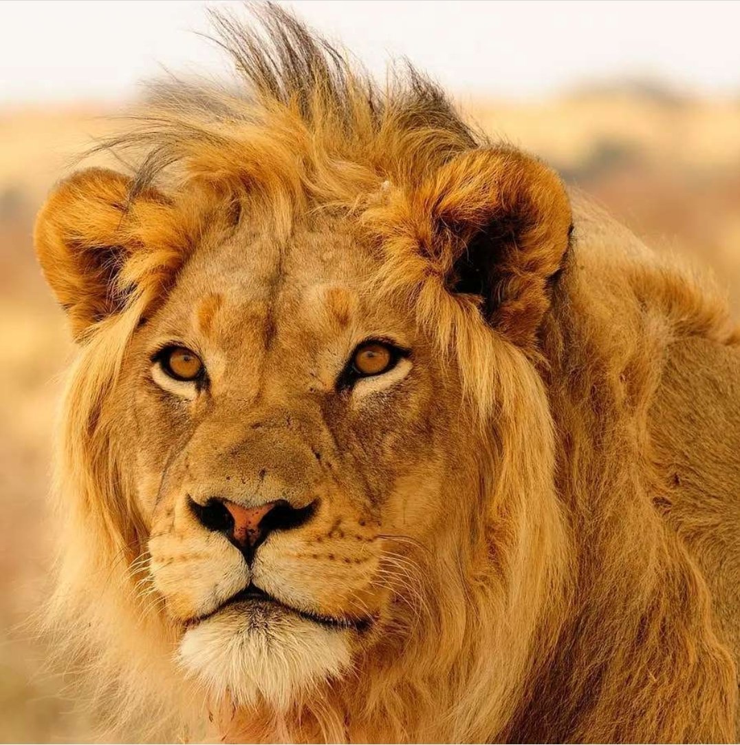 RastafariJams's tweet photo. Grand rising massive! 🌞 Greetings in the name of H.I.M. Emperor #HaileSelassieI 👑🔯☥ 🇪🇹 

(Give all praises to the LION, the one who reignth in Mout ZION) 🦁 Because the #LIONOFJUDAH Reigns
Reignth ova land and sea⠀
Reignth for Iternity ⠀

Give us di #TeachingsOfHisMajesty https://t.co/Ykh1LWn1By