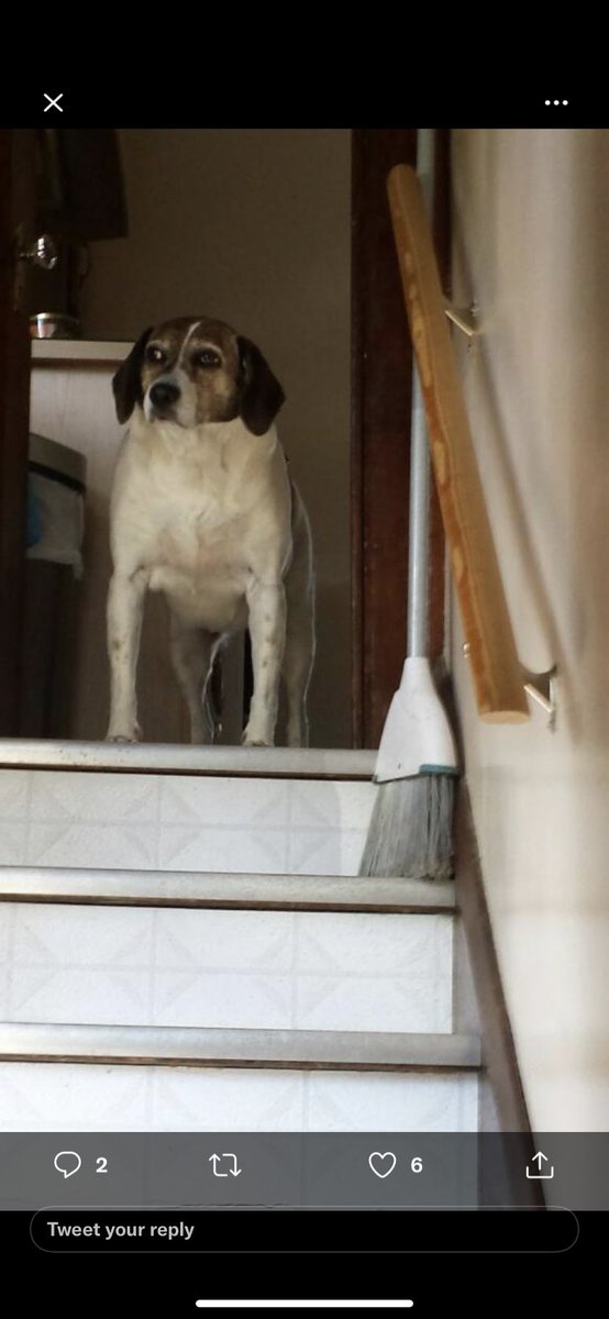 L_Kelly31's tweet photo. Before bear... there was a snoopy... https://t.co/GqHCbS33r7