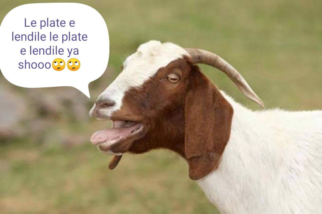 chefgomo6's tweet photo. 🤣 🤣 Ke fetsa thola plate ya stampa ko moketeng
@casspernyovest
#benz
#vuyodabula
#zaharajoliepitt
#HouseOfZwide https://t.co/QfjTgqueZ3