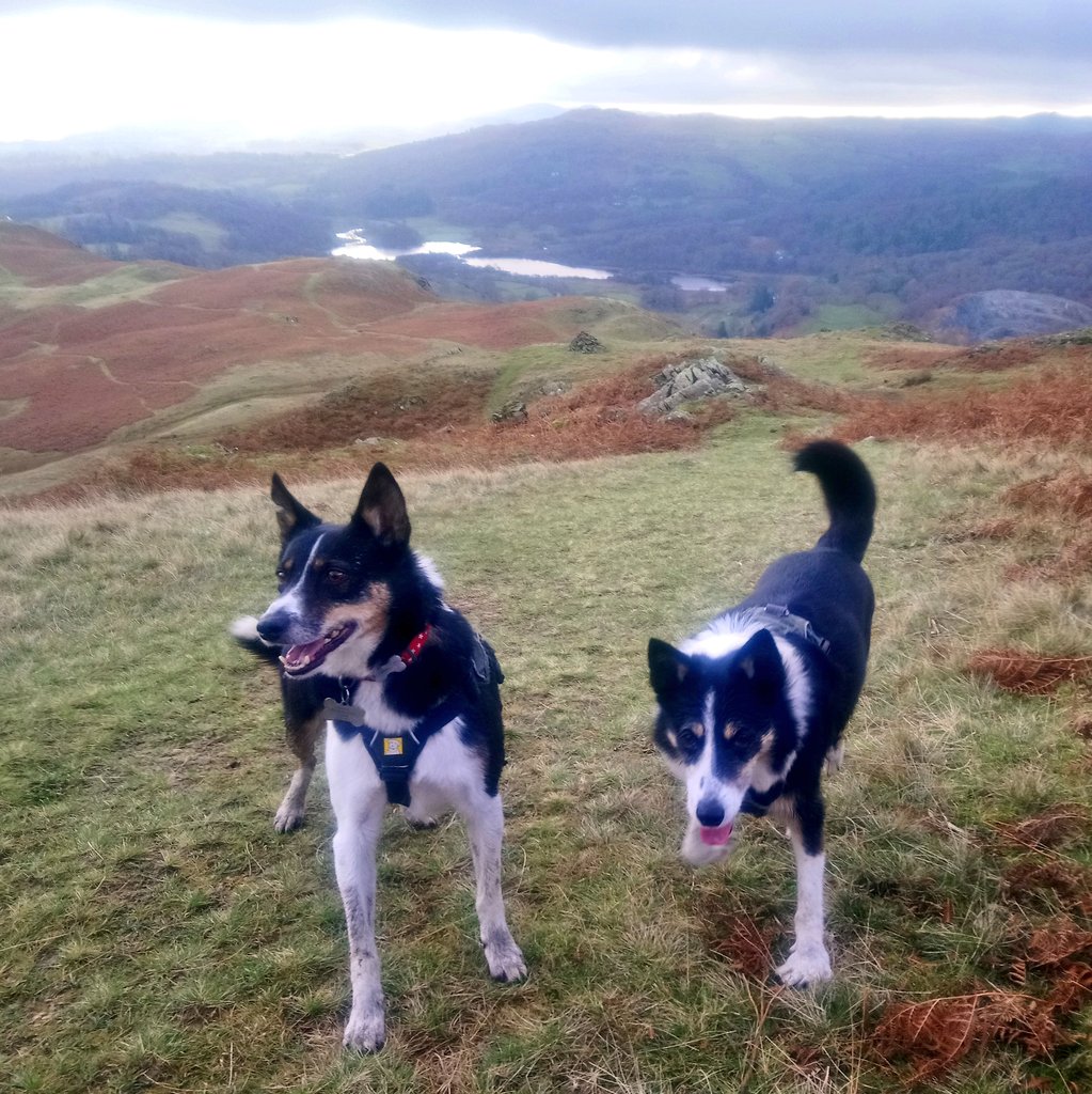 liitlenell's tweet photo. Took inspiration from @rfj1966 trip to #grasmere with a cracking walk up #silverhowe! #Cumbria #LakeDistrict @keswickbootco @FeatureCumbria @BCTGB @janslss #adoptdontshop #bordercollies π π https://t.co/tO2CIMrsS2