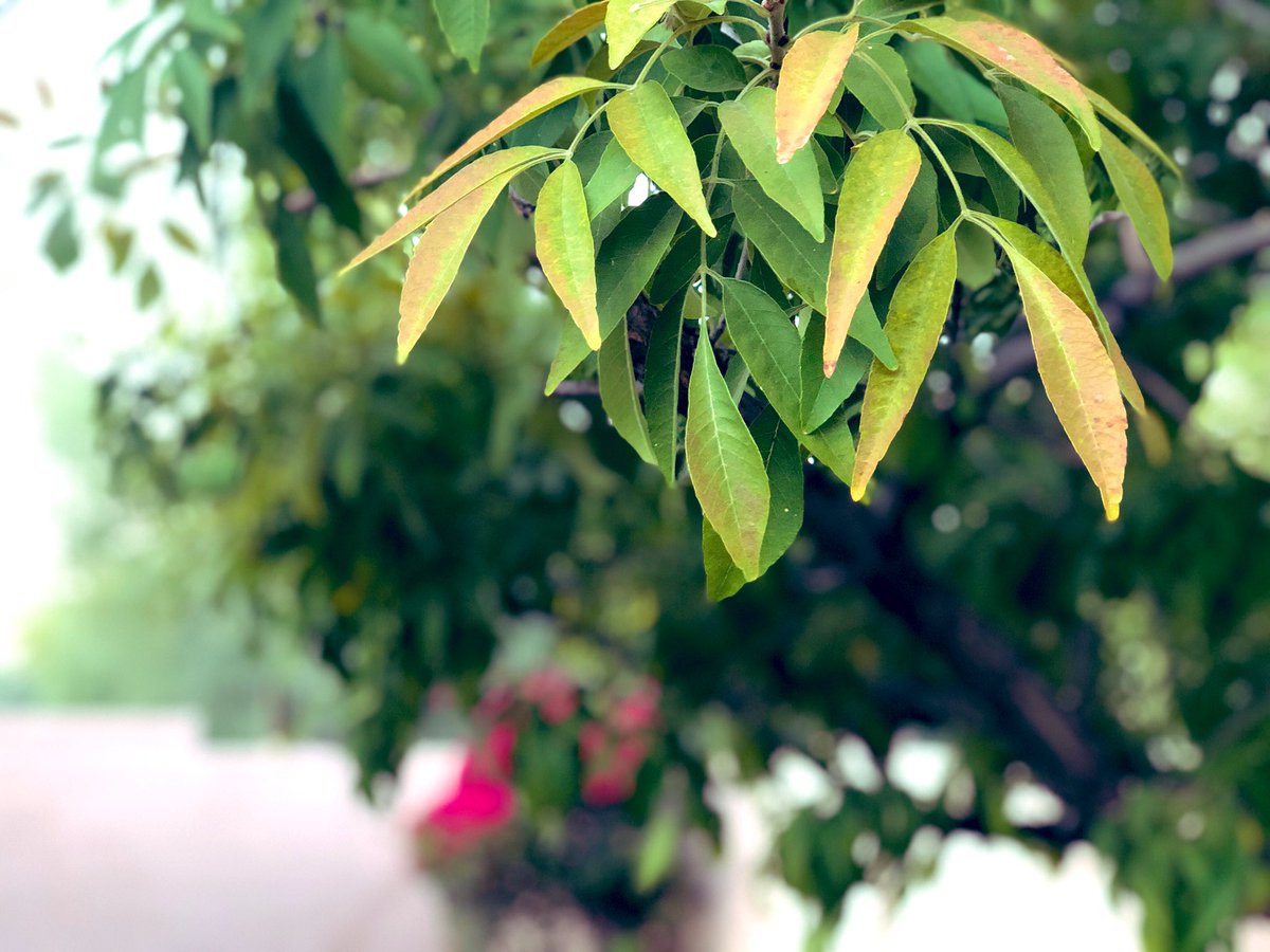 RyanThomasCody's tweet photo. First signs of autumn in the backyard 🍂 

It’s November 19th. 

#FallInPhoenix https://t.co/6ZfEFntgzS