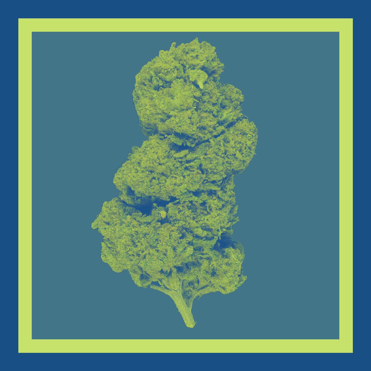 CannaCrypts tweet media