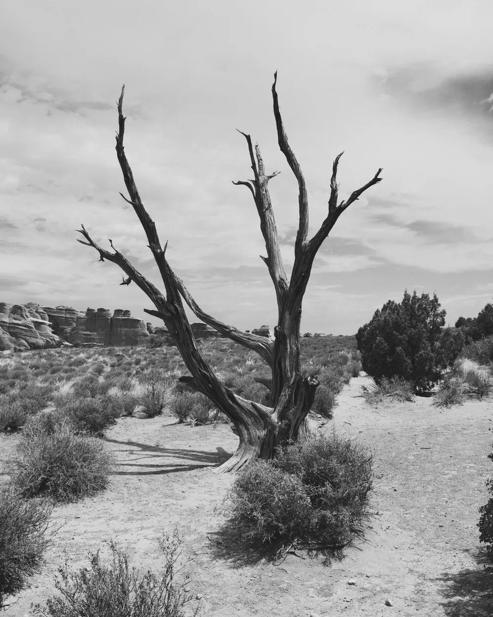 visual_standard's tweet image. “Though we travel the world over to find the beautiful, we must carry it with us or we find it not”

 – Ralph Waldo Emerson

#shrubland #field #branch #woodyplant #vegetation #sky #ruralarea #VS #trip #explorepage #TheVisualStandard #visualstandard #visualstandardtraveler #VSmag