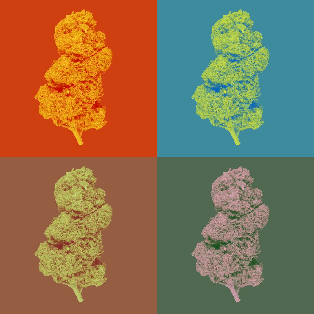 CannaCrypts tweet media