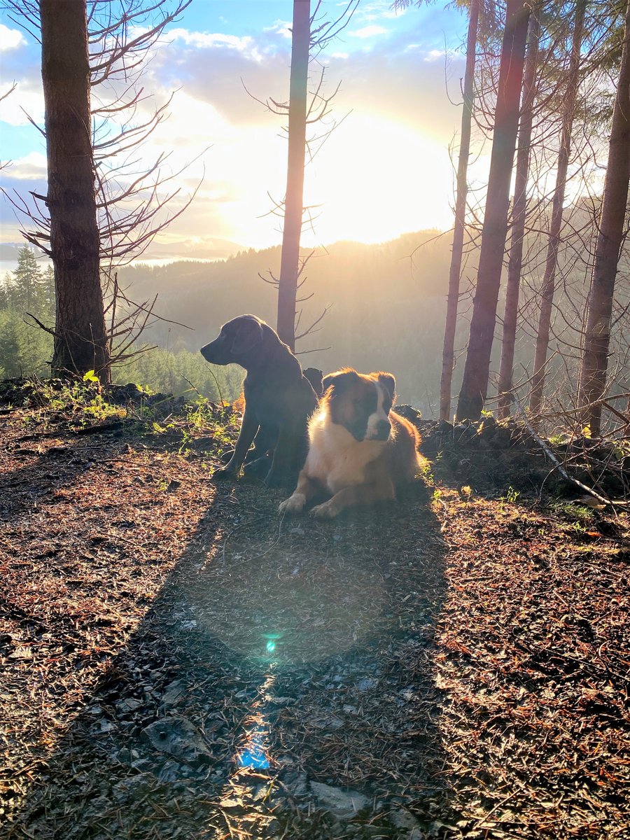 Blue and Birdie bask in the rays of the sun peeking over the mountain behind them in one of our tree farms.
#logging  #forestry #forestdog #corvallisoregon #fourleggedforesters