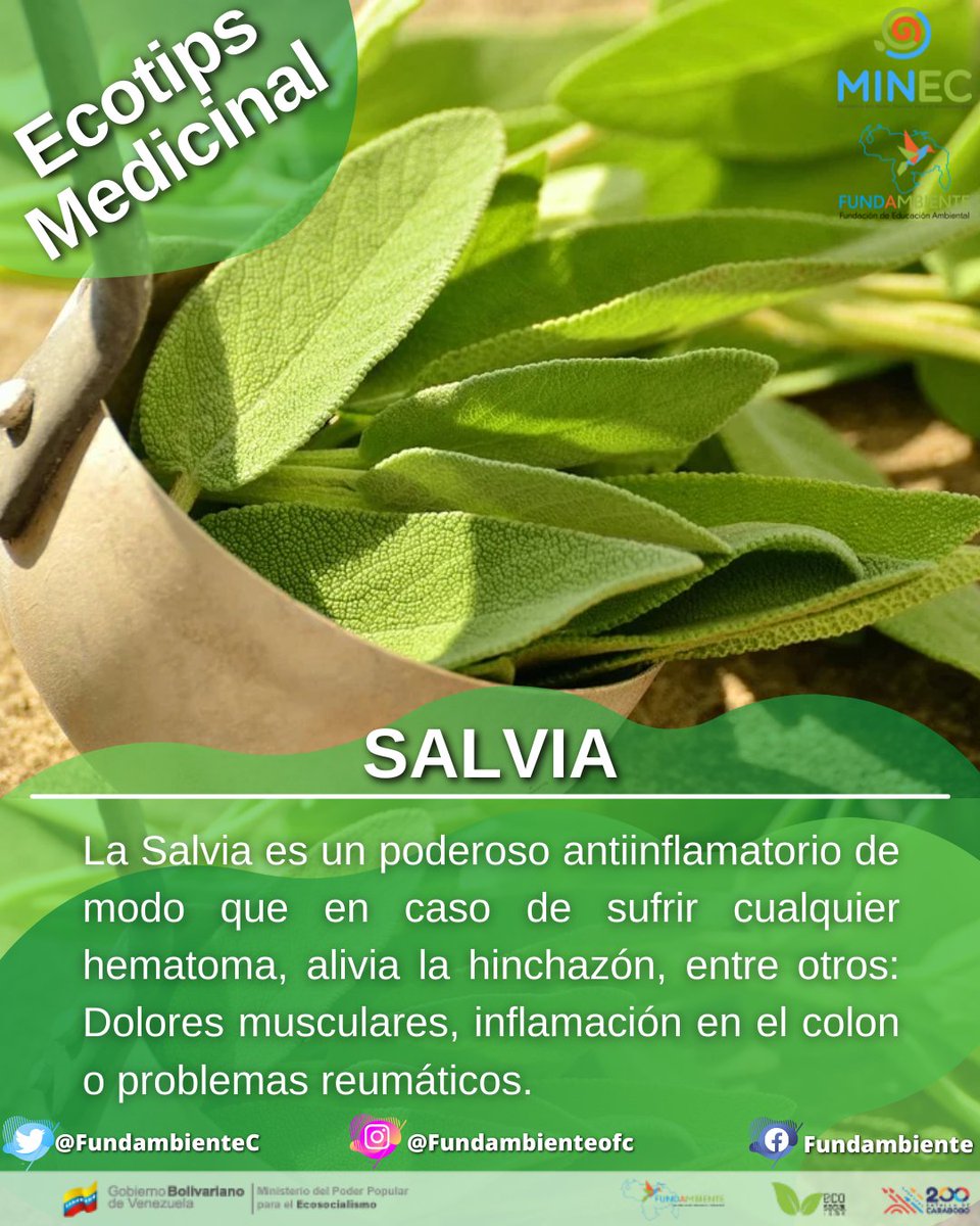 FundambienteC's tweet photo. #EcotipsMedicinal ven y conoce la #Salvia y todos sus beneficios medicinales. #Enterate #19Nov #VenezuelaRecordEnVivienda https://t.co/PufDroZoJj