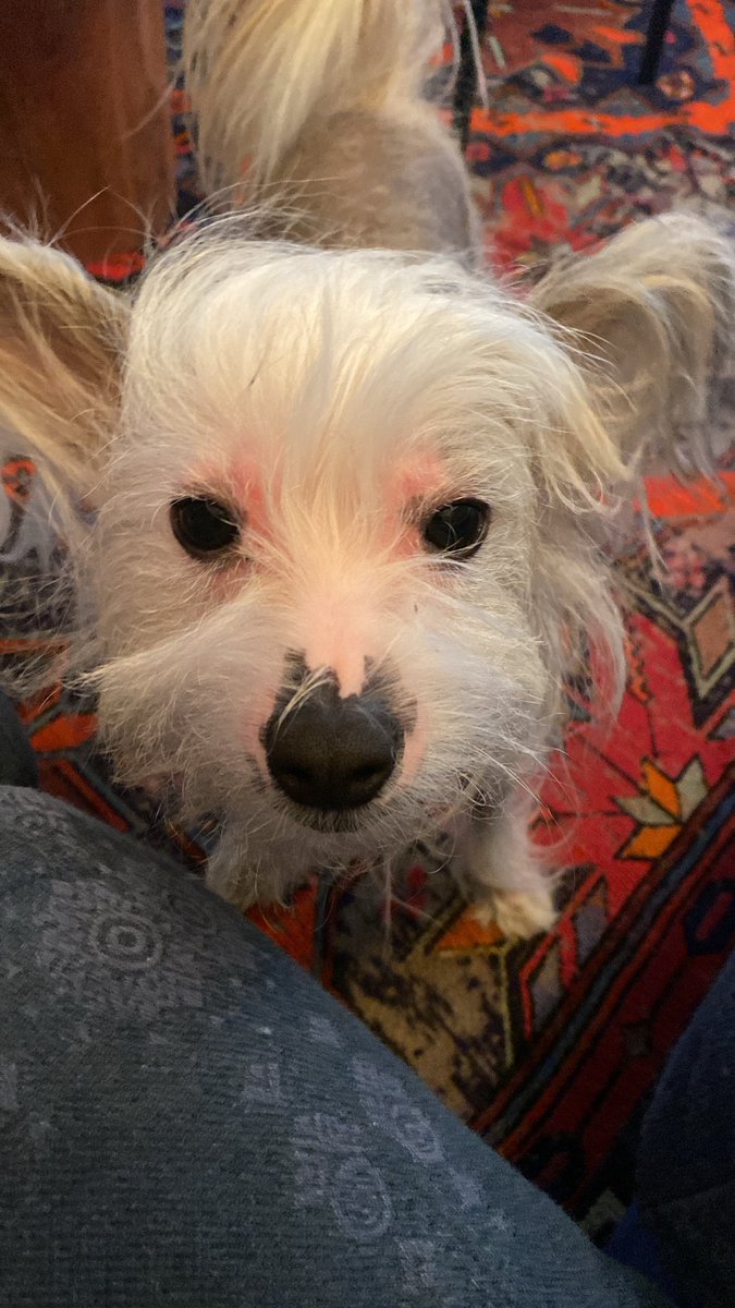 Everything is bad except dogs