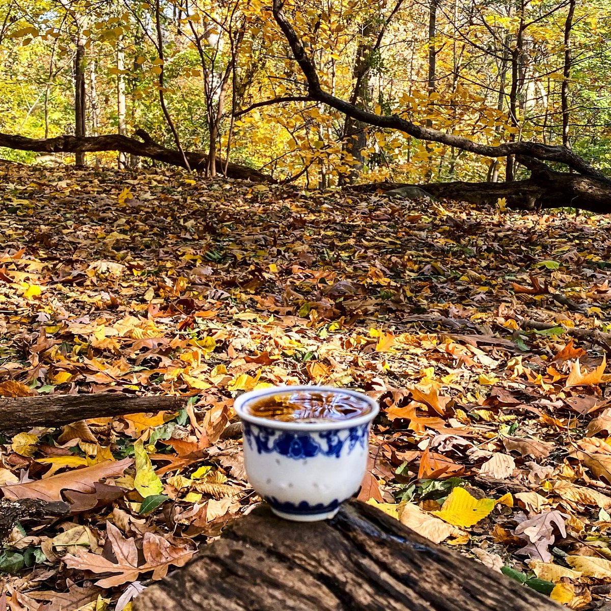 Sips of hojicha amidst an explosion of autumn hues. I find the roasty tea pairs perfectly with the crisp air and crunchy leaves. What would you drink in this special spot?
