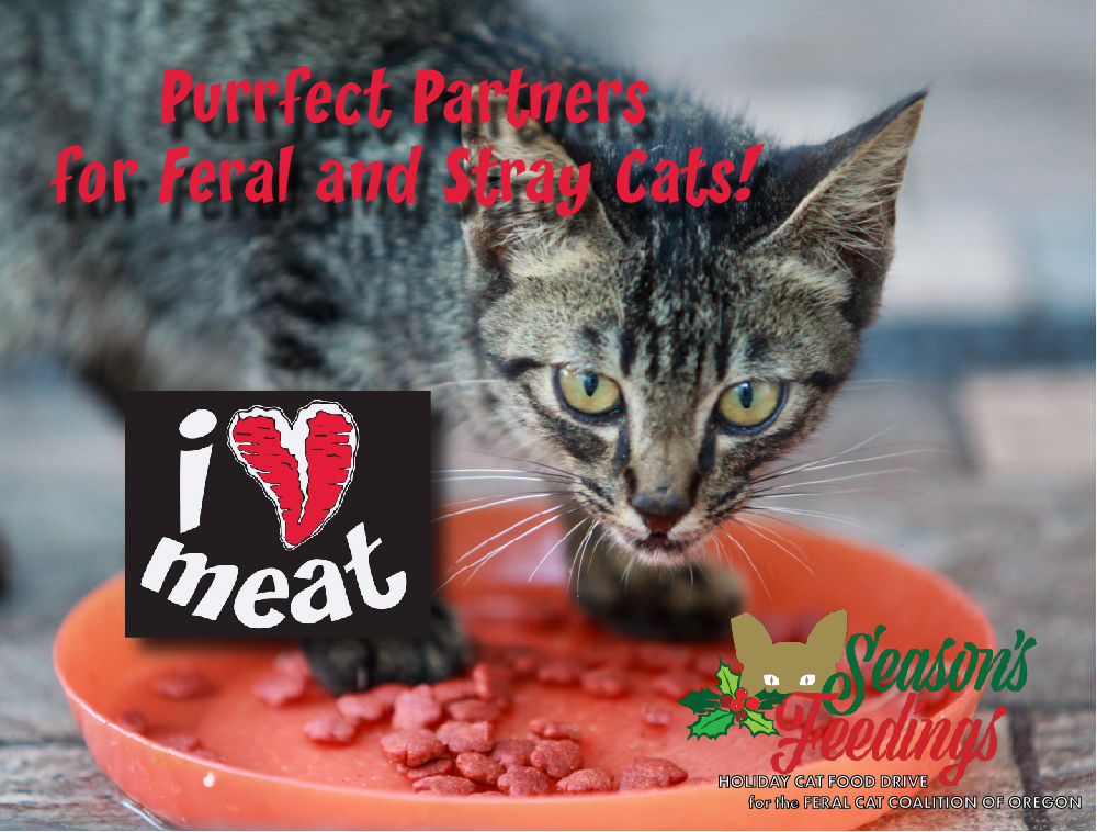 Can I Feed My Feral Cats Dog Food