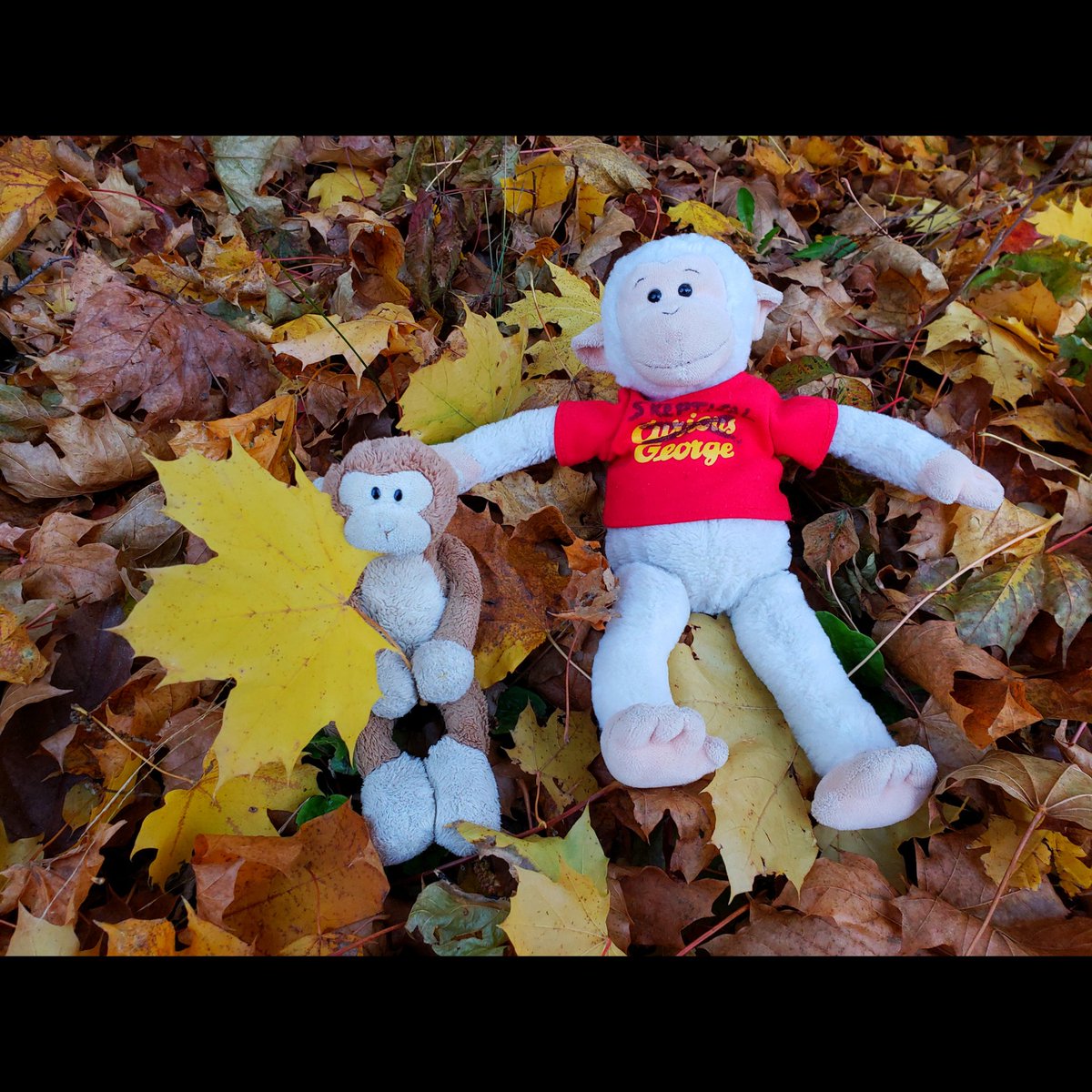 TravelingMocha's tweet image. Jumping into the weekend by playing in a leaf pile with my pal, @SkepticalGeorge! #MonkeyBusiness #leaves #leafpile #play #weekend #novembrr