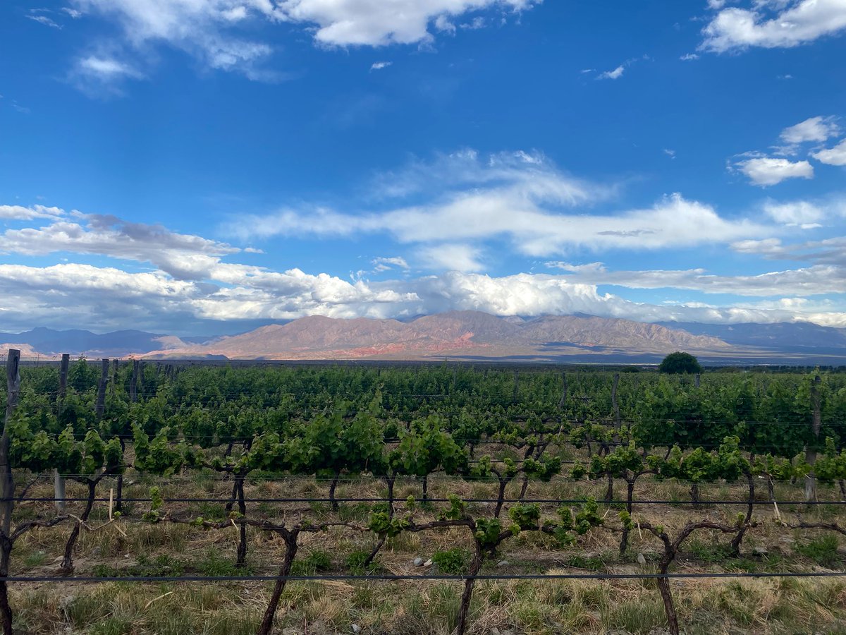 El valle 🍇
<a href="/coprovi/">COPROVI</a>