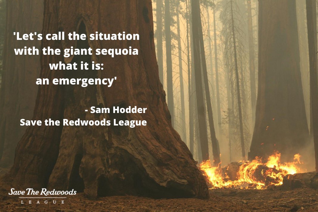 savetheredwoods's tweet photo. Combined with last year's wildfire toll, we may have lost as much as 20% of the oldest, largest giant sequoia in 14 months. https://t.co/mEbeqGEodT #knpcomplex #windyfire https://t.co/wE7bILo7hH