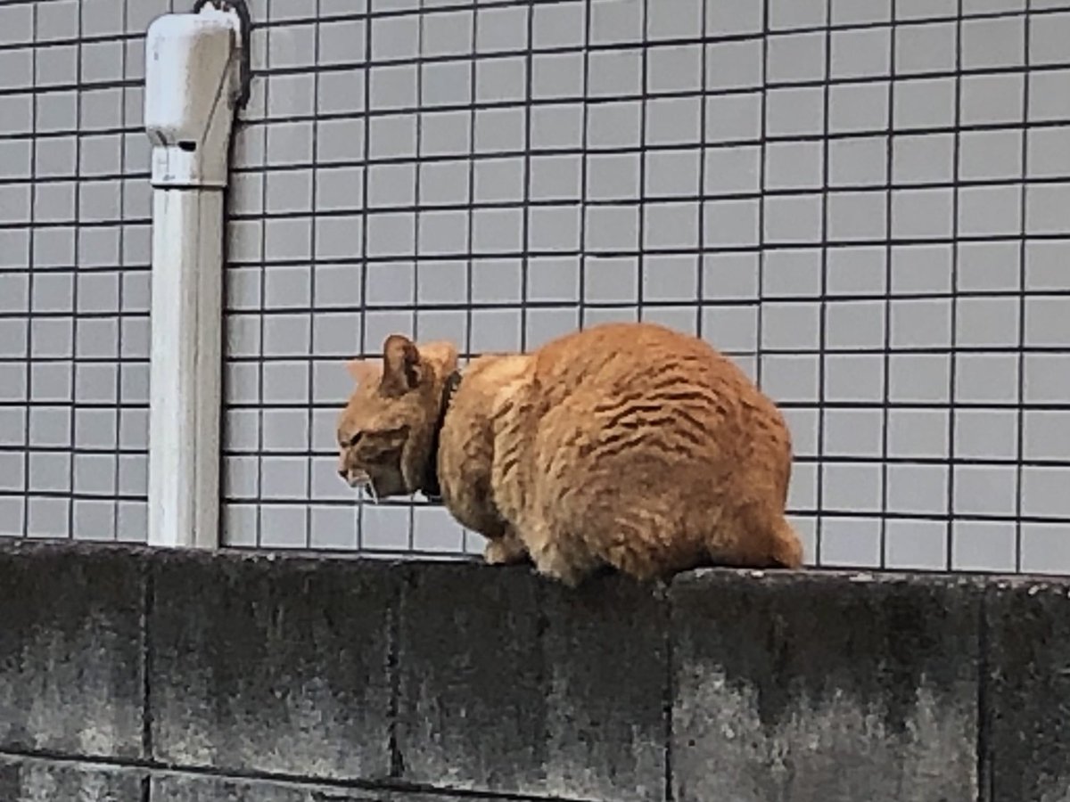 HIROMORITATOKYO's tweet photo. 朝猫
日向ぼっこしてたけど、私に気付いて、ちょっとだけ距離を取った笑
English
moning cat
The cat was basking in the sun, but cat noticed me and took a little distance!lol
#gato #chat #mao #kazte #kedi #고양이 #বিড়াল #बिल्ली #猫 #Кот #قط #Kat #Katt #Paka #แมว #Kissa https://t.co/76AZL7Jf4R