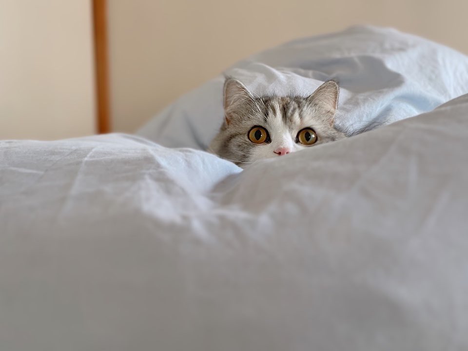 ねむろぐ🐈ねこがいる暮らし/スコティッシュフォールド tweet media