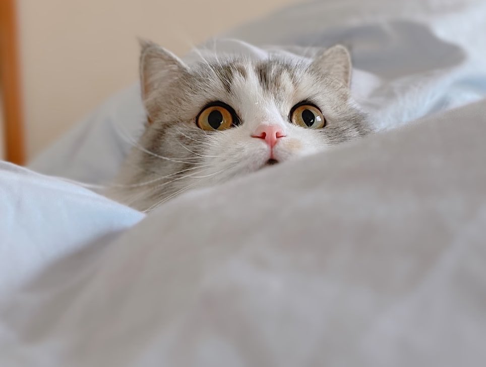 ねむろぐ🐈ねこがいる暮らし/スコティッシュフォールド tweet media