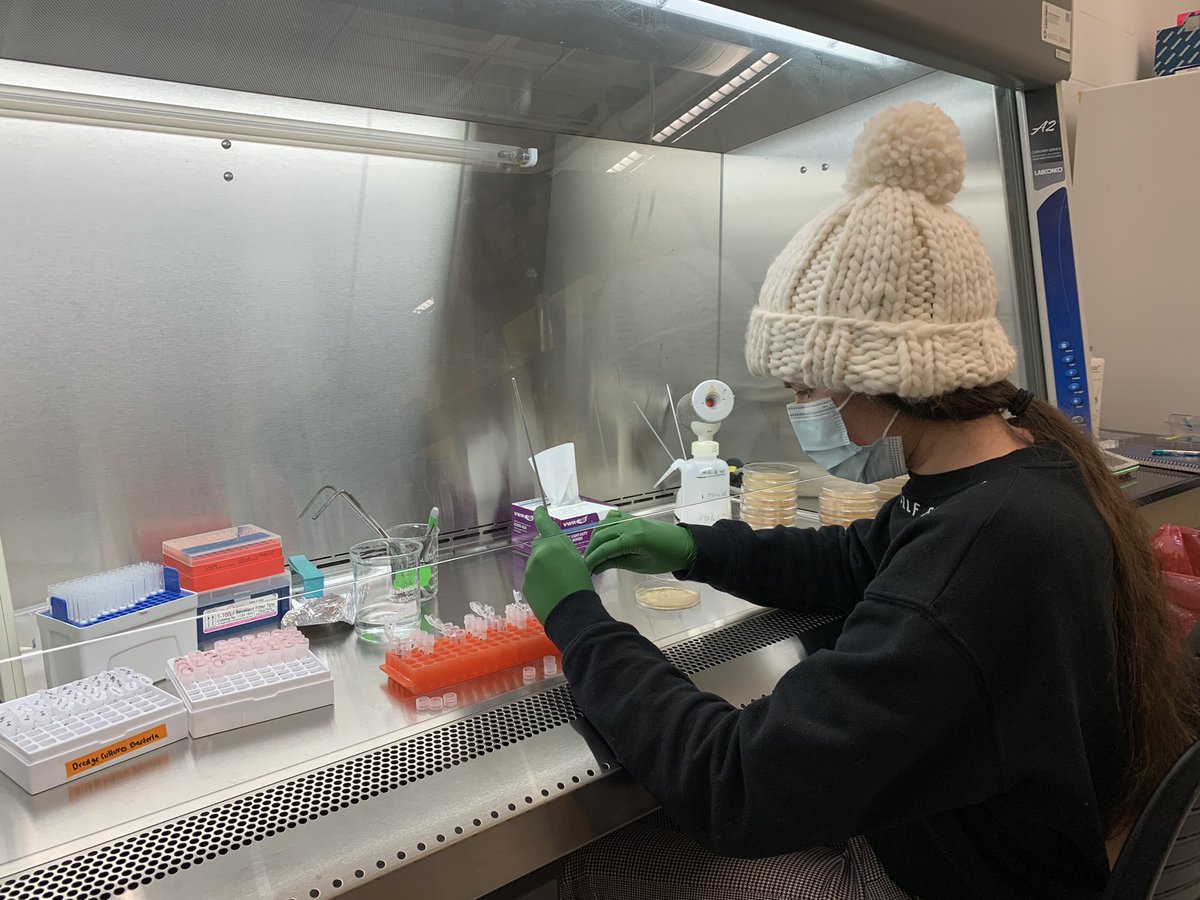 megrua's tweet image. After a few months of growth it’s time for @WSU_Honors student Hannah Baumgardner to prep her cultures for long term storage and DNA extraction! #RuaLab