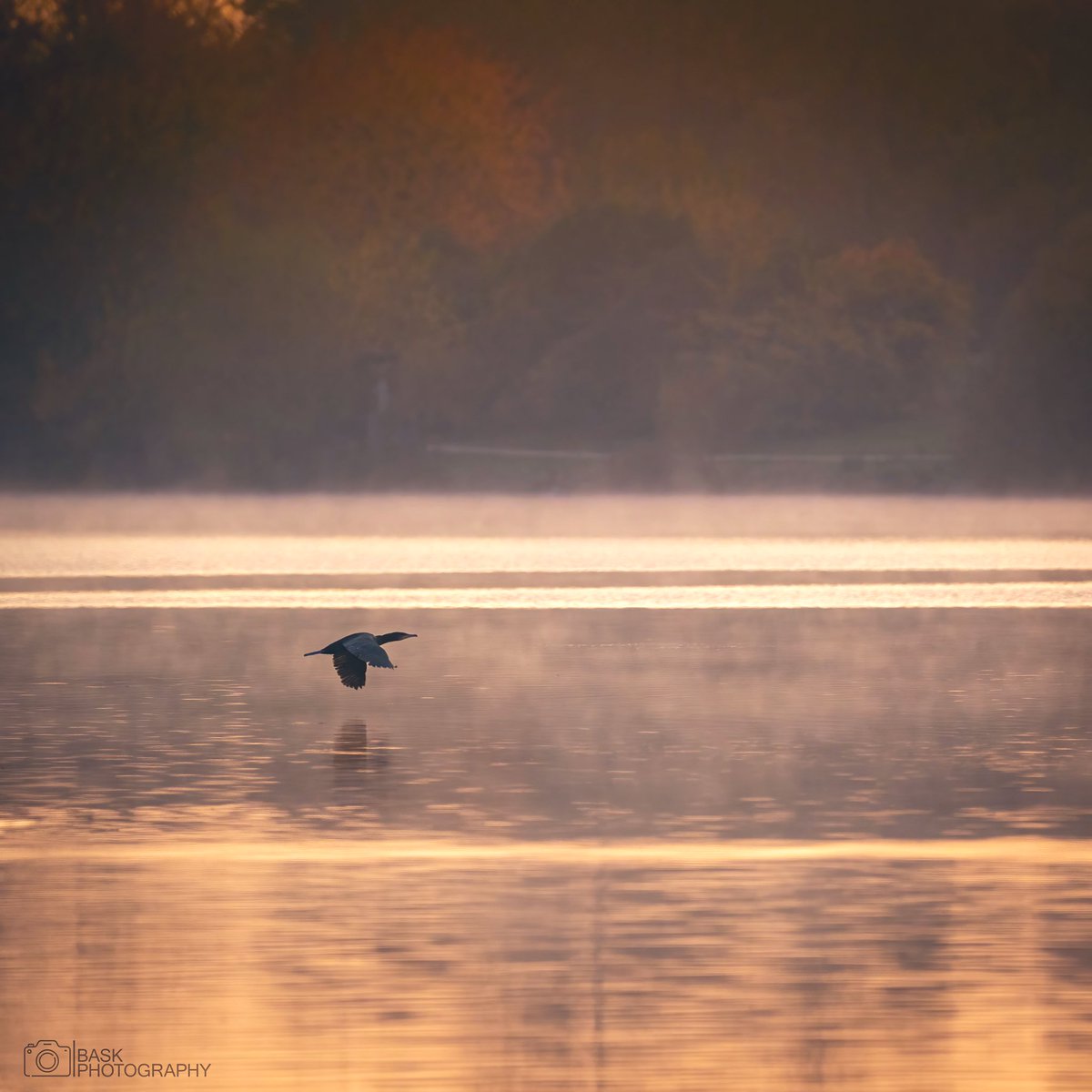 BASKPhotography's tweet photo. Flying low. #photography #photo #nature #naturephotography #birdphotography #wildlifephotography https://t.co/ZwGvHgkid4