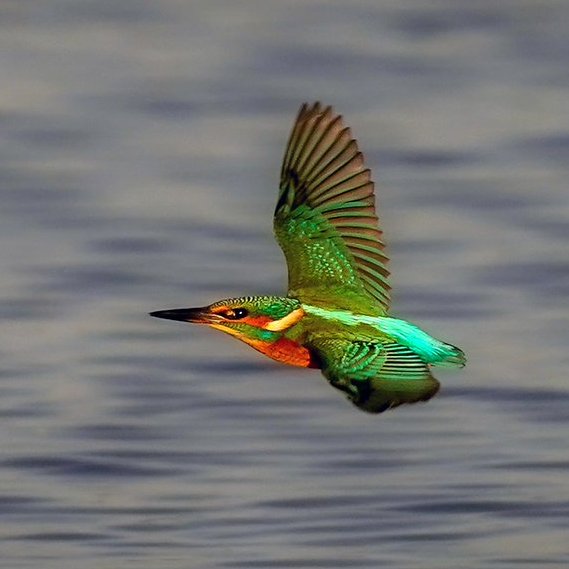 pauljwillson's tweet photo. Gone in a flash
#kingfisher #TwitterNatureCommunity https://t.co/pQcuXvFEeO