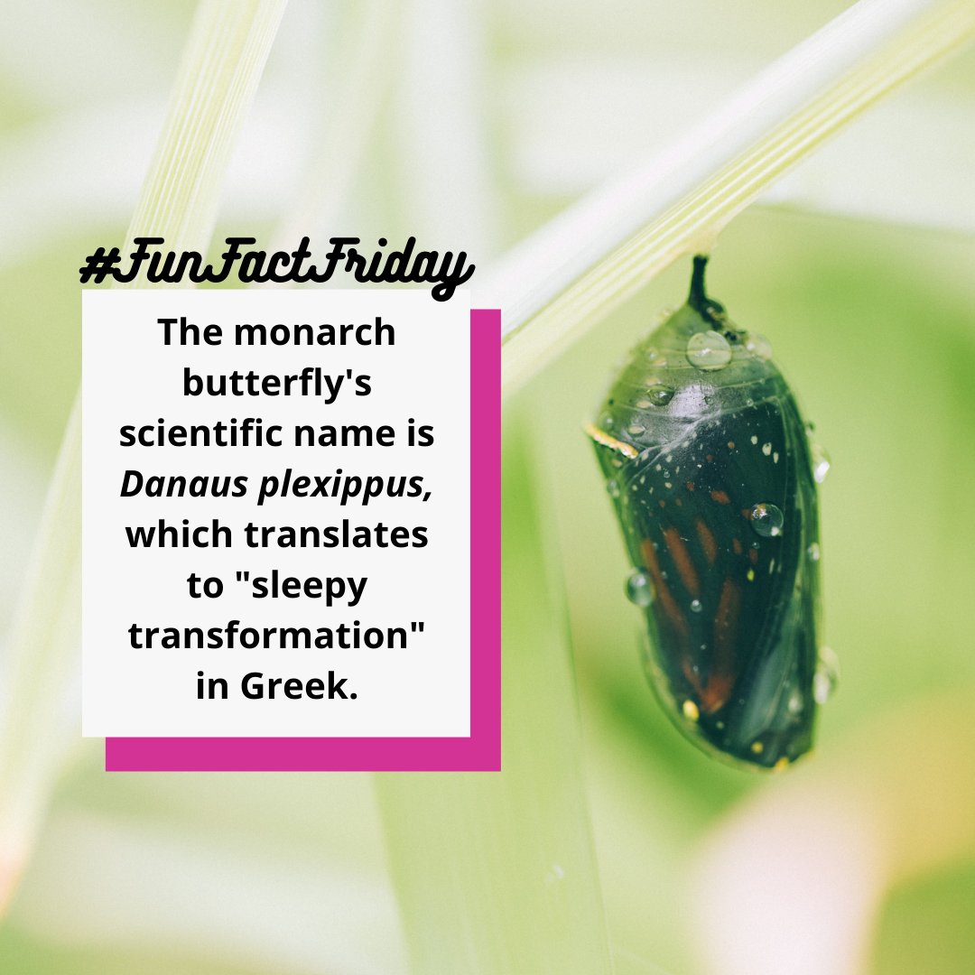 Monarch Larva Monitoring Project tweet media