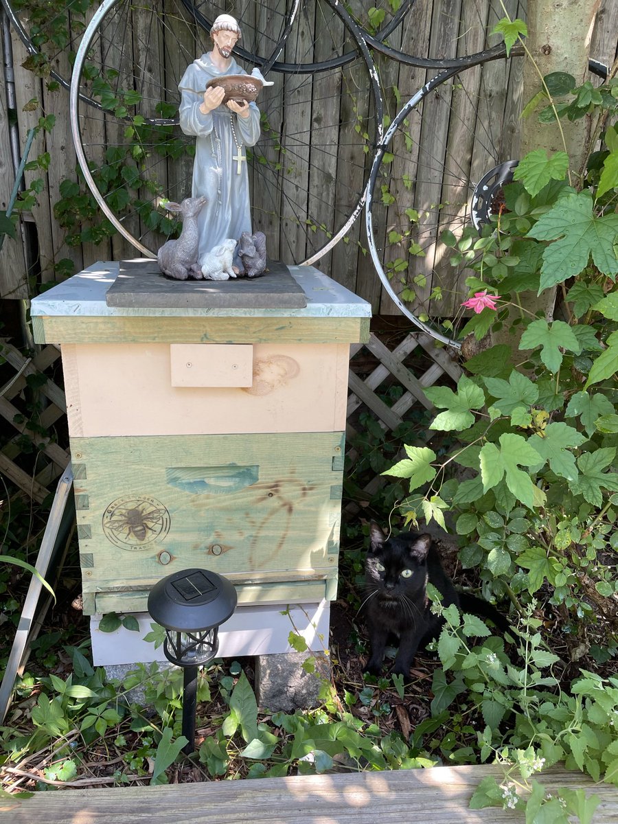 BeingFrankle's tweet photo. My cat brother DJ checking out the bees this summer. #beekeeping #savethebees #beekeeper #beekeepers #blackcats #CatsofTwittter #daddyjack #rescuedcats #blackcatsrule https://t.co/i2PQBRkWq6