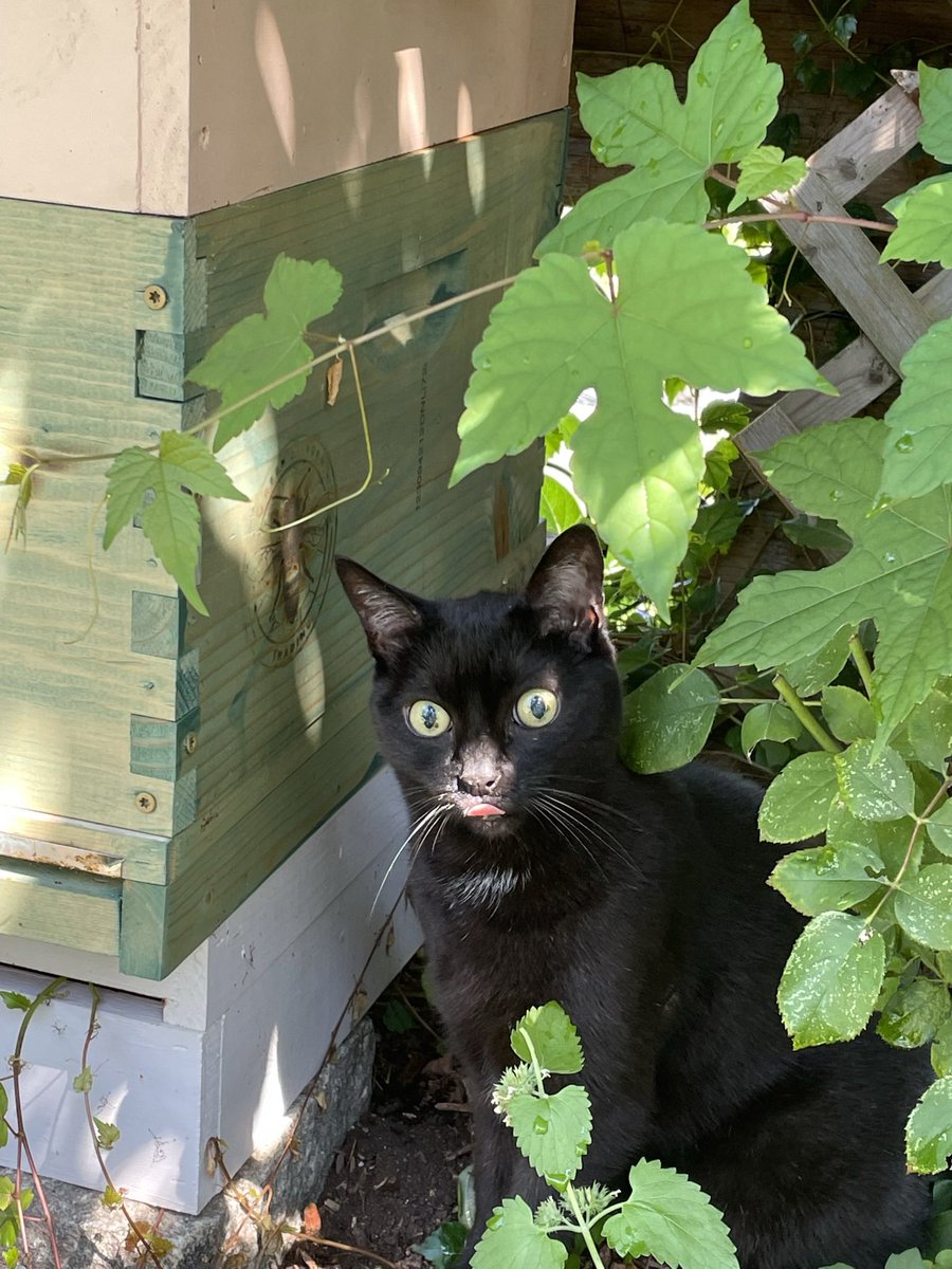BeingFrankle's tweet photo. My cat brother DJ checking out the bees this summer. #beekeeping #savethebees #beekeeper #beekeepers #blackcats #CatsofTwittter #daddyjack #rescuedcats #blackcatsrule https://t.co/i2PQBRkWq6
