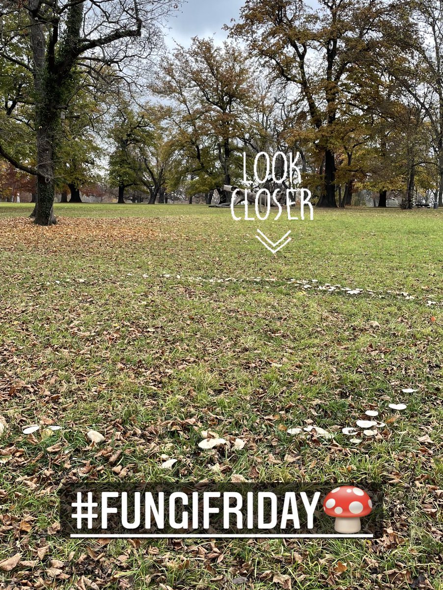 SMNStuttgart's tweet photo. #FungiFriday mit Schnappschuss aus dem #Rosensteinpark.
Schon mal solche Kreise gesehen? Als #Hexenring 🧙🏼♀️ oder auch #Feenring 🧚🏻♂️ bekannt.
Aber keine #Magie, sondern Zeichen der Ränder des unterirdischen Geflechts des eigentlichen Pilzes. #Myzel #Pilz #biologyfacts #funkyfriday https://t.co/7QDokYhN1a