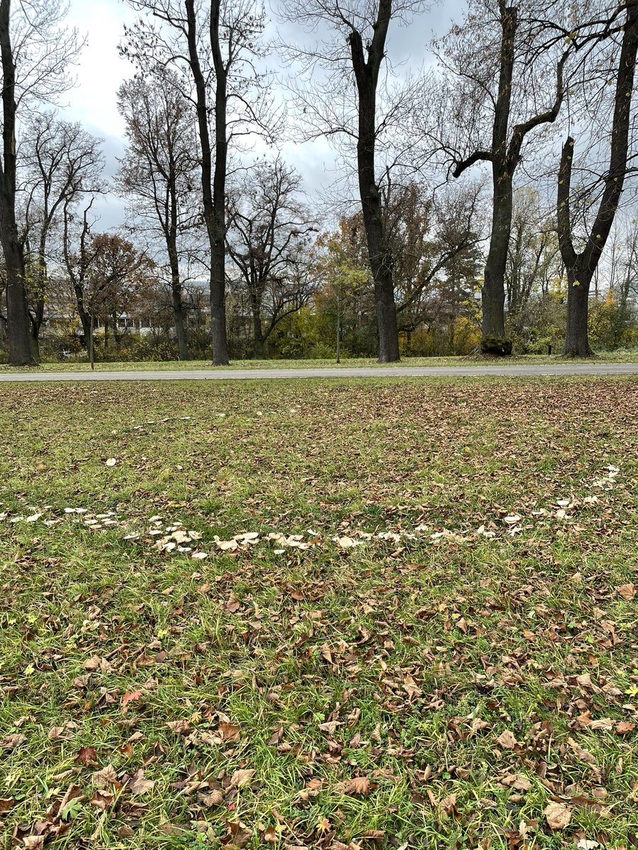 SMNStuttgart's tweet photo. #FungiFriday mit Schnappschuss aus dem #Rosensteinpark.
Schon mal solche Kreise gesehen? Als #Hexenring 🧙🏼♀️ oder auch #Feenring 🧚🏻♂️ bekannt.
Aber keine #Magie, sondern Zeichen der Ränder des unterirdischen Geflechts des eigentlichen Pilzes. #Myzel #Pilz #biologyfacts #funkyfriday https://t.co/7QDokYhN1a