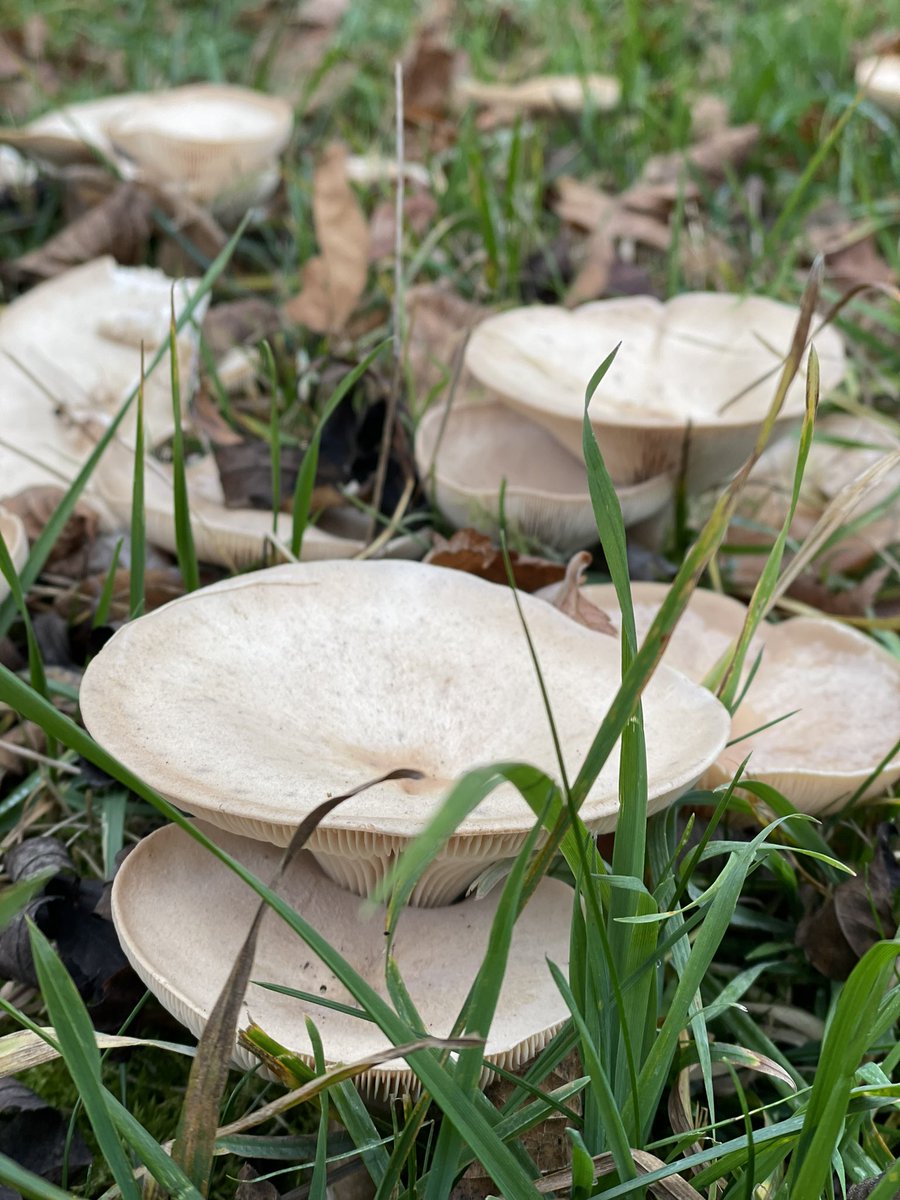 SMNStuttgart's tweet photo. #FungiFriday mit Schnappschuss aus dem #Rosensteinpark.
Schon mal solche Kreise gesehen? Als #Hexenring 🧙🏼♀️ oder auch #Feenring 🧚🏻♂️ bekannt.
Aber keine #Magie, sondern Zeichen der Ränder des unterirdischen Geflechts des eigentlichen Pilzes. #Myzel #Pilz #biologyfacts #funkyfriday https://t.co/7QDokYhN1a