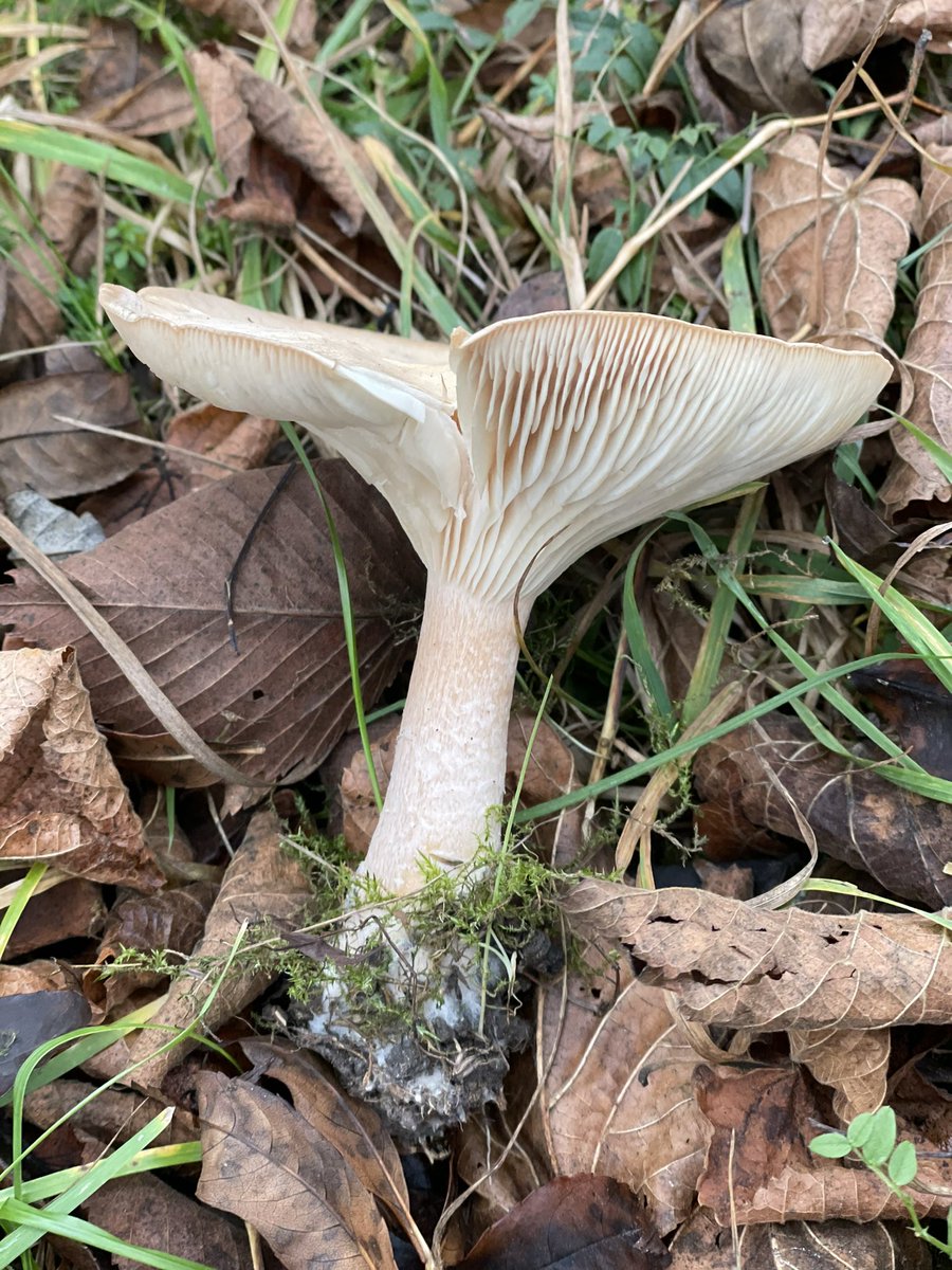 SMNStuttgart's tweet photo. #FungiFriday mit Schnappschuss aus dem #Rosensteinpark.
Schon mal solche Kreise gesehen? Als #Hexenring 🧙🏼♀️ oder auch #Feenring 🧚🏻♂️ bekannt.
Aber keine #Magie, sondern Zeichen der Ränder des unterirdischen Geflechts des eigentlichen Pilzes. #Myzel #Pilz #biologyfacts #funkyfriday https://t.co/7QDokYhN1a
