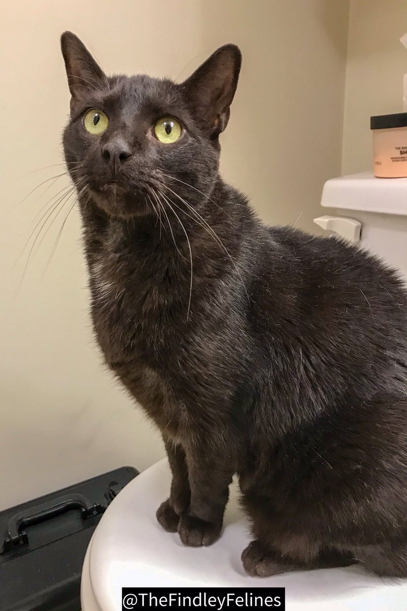 FindleyFelines's tweet photo. It’s #TGIF!  Kodi and the rest of the Findley clan hopes everyone has a wonderful weekend!!!😻

#AdoptDontShop #rescuekitty #rescuecat #kitty #cats #CatsOfTwitter #catsofinstagram #browncat #chocolatecat https://t.co/CKlfWnREar
