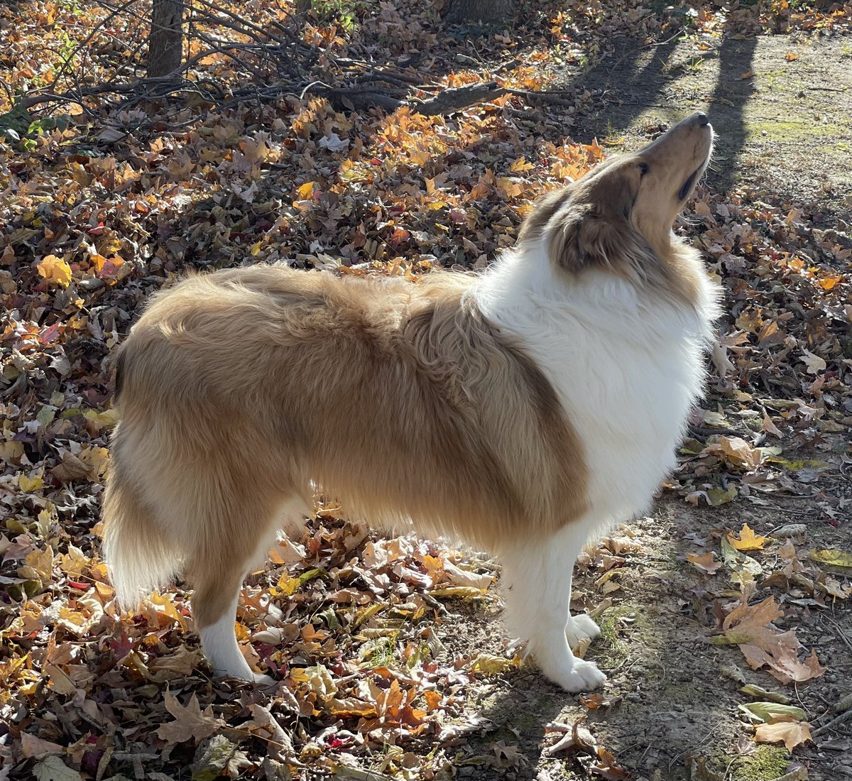 Sawyer was so impressed with the lunar eclipse he witnessed at 3 am, he’s still looking for more magic in the sky! #LunarEclipse #RoughCollies @
#cookscollies