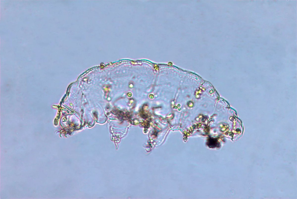 Мелкие живые существа. Тихоходка под микроскопом. Микроорганизм тихоходка. Тихоходка в микроскопе. Тихоходка (Tardigrada).