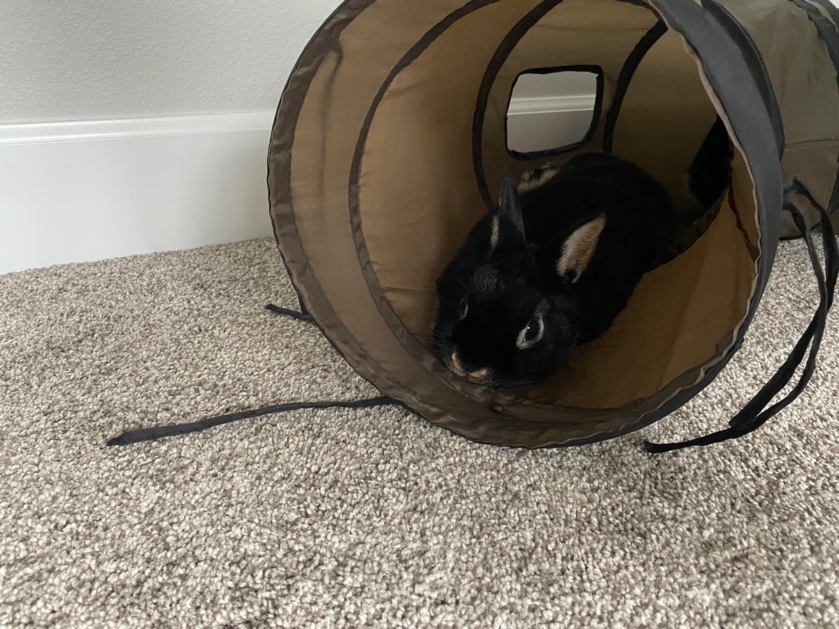 Marisol, my precious house rabbit ♥️