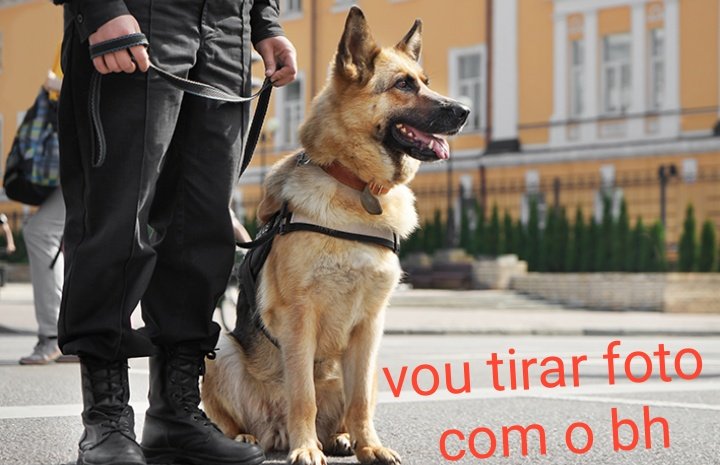 animaizinhos flamenguistas (@flanimais) on Twitter photo 