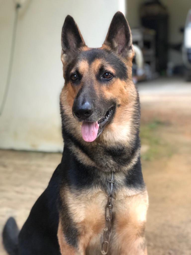 onathya's tweet photo. My dog’s been having seizures for a while now, he would lose balance and fall down; make noise while having seizures. Vet gave pills and said there’s no other treatment than that. But if anybody knows anything about other treatments, I’d like to know about it,I could use any help https://t.co/8T0aJhAEuN