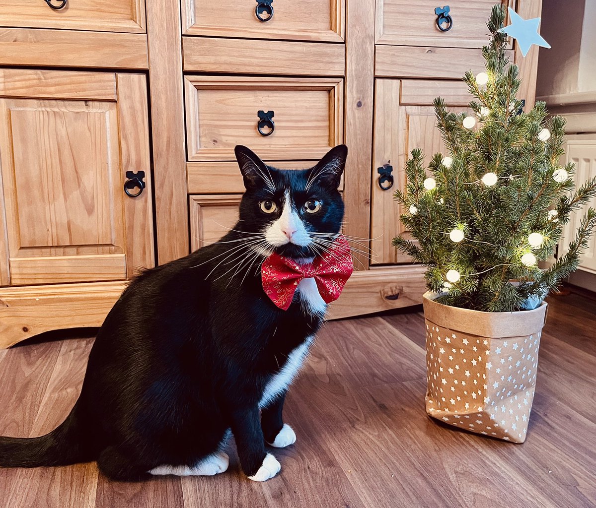 It’s beginning to look a lot like Christmas 🎄
.
.
.
.
#christmas #CatsOnTwitter #CatsOfTwitter #tuxedocat #Christmas2021