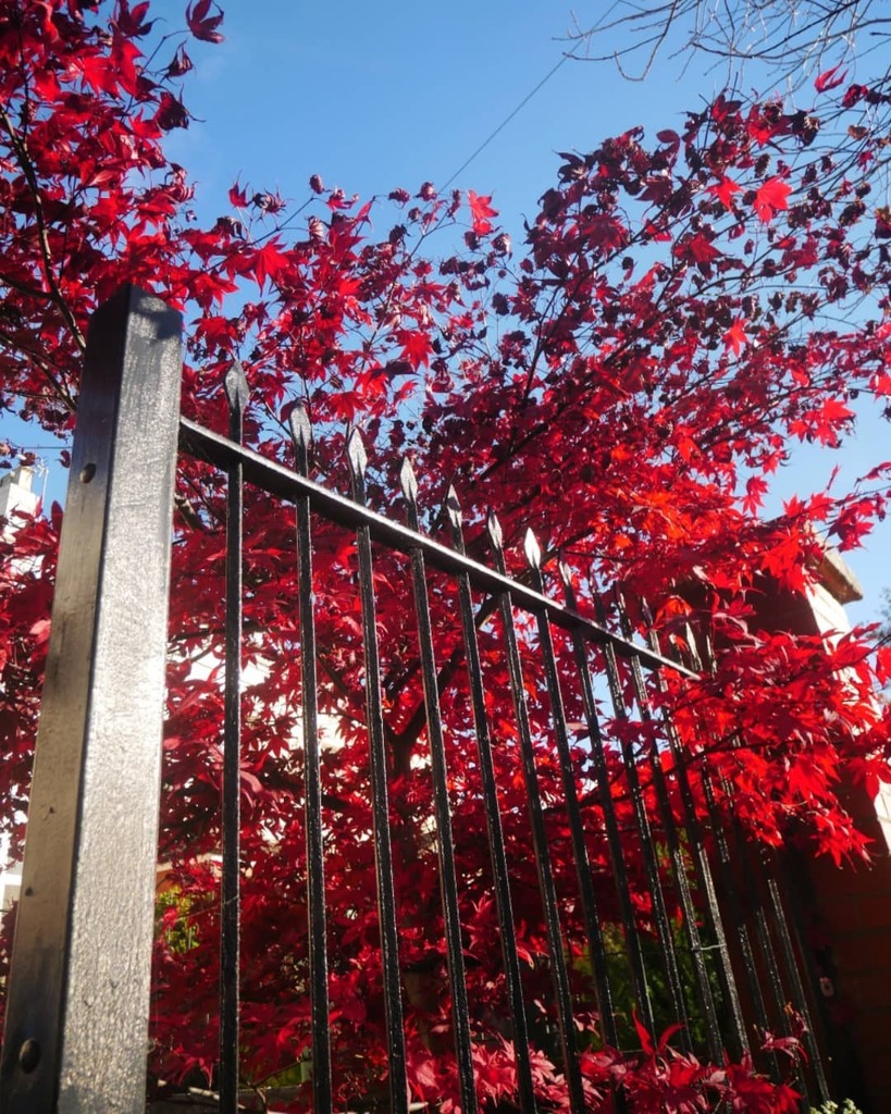 Making the most of this morning's sunshine to capture Kingsholm's #autumnleaves in all their glory! 🍁🍁🍁🍁

#gloucester #igersglos #lovegloucestershire #soglos #lovewhereyoulive #autumn #acer #japanesemaple #Kingsholm instagr.am/p/CWd-ybSgho_/