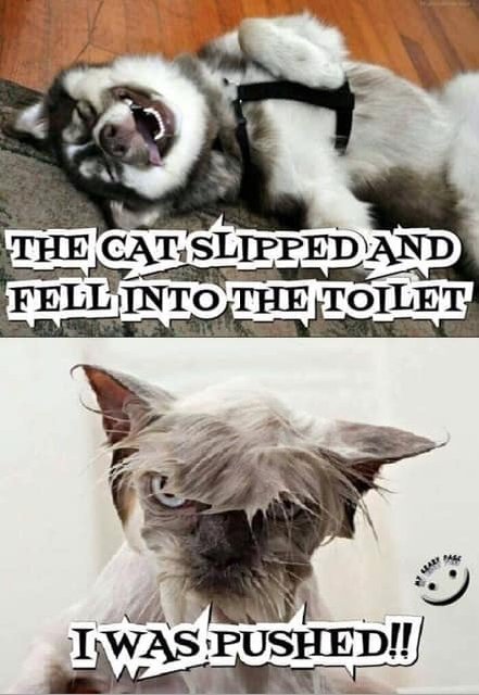 angelacrazygirl's tweet photo. Happy Friday 🤣😂😜🤪☺️🙂🤗 https://t.co/vQGPLbb7VT